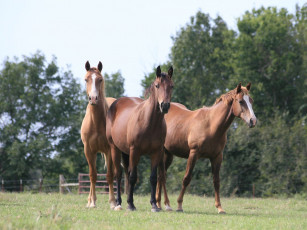 Картинка животные лошади