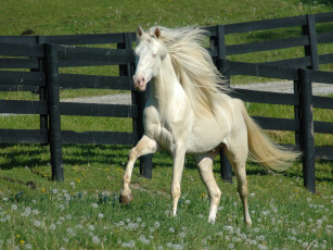 Картинка животные лошади