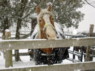 Картинка животные лошади