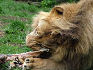 Картинка животные львы