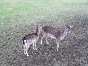 Картинка животные олени