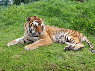 Картинка животные тигры