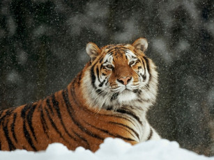 Картинка животные тигры