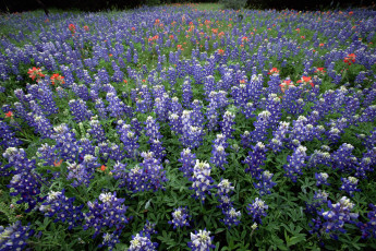 Картинка цветы люпин