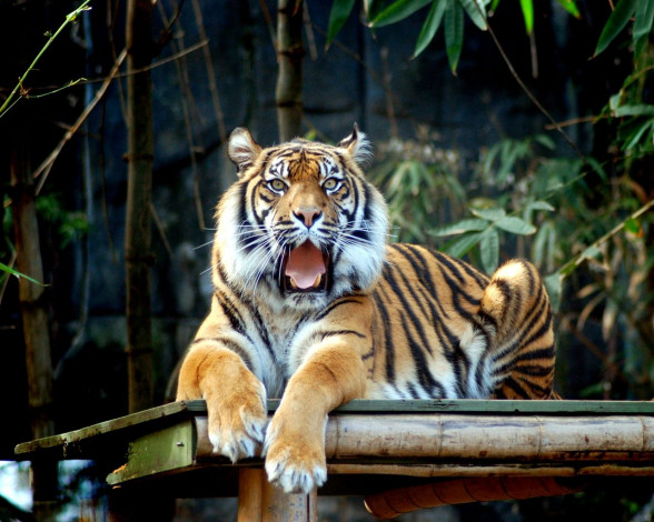 Обои картинки фото животные, тигры