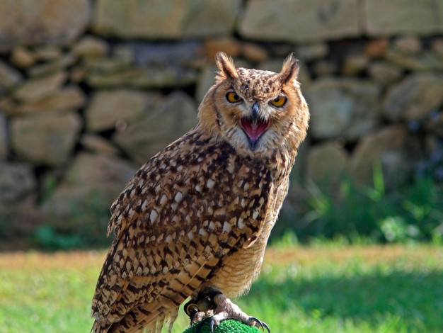 Обои картинки фото животные, совы