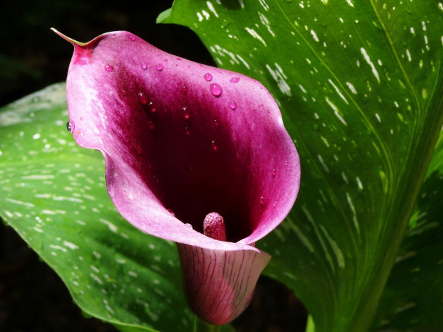 Обои картинки фото цветы, каллы