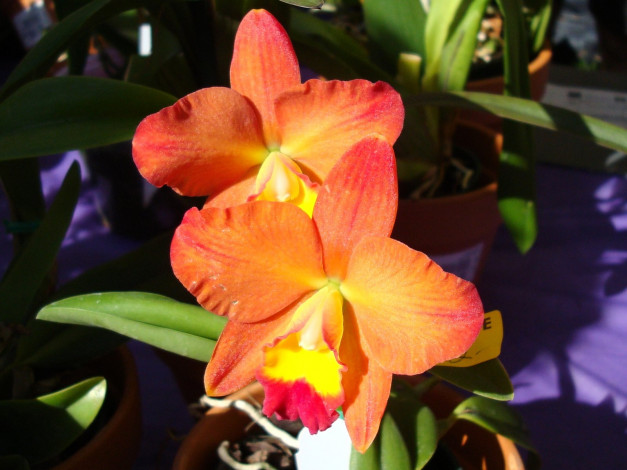 Обои картинки фото цветы, орхидеи