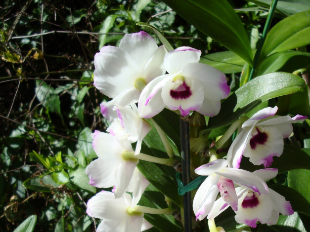 Обои картинки фото цветы, орхидеи