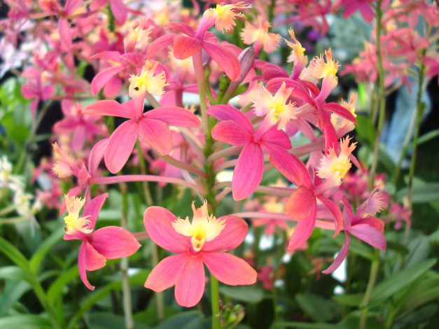 Обои картинки фото цветы, орхидеи