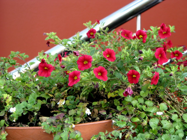 Обои картинки фото цветы, петунии, калибрахоа