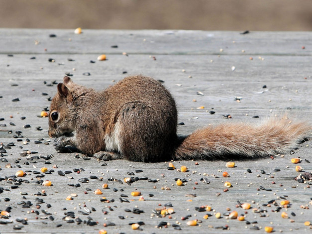Обои картинки фото животные, белки
