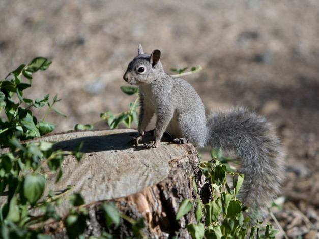 Обои картинки фото животные, белки