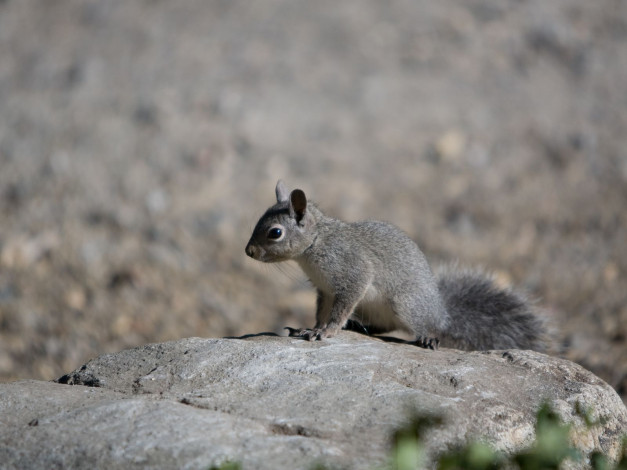 Обои картинки фото животные, белки