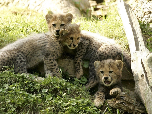 Обои картинки фото животные, гепарды