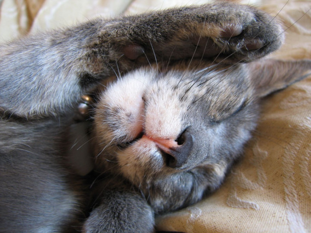 Обои картинки фото животные, коты