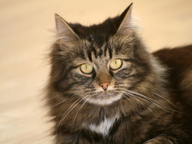 Обои картинки фото животные, коты