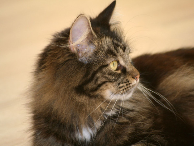 Обои картинки фото животные, коты