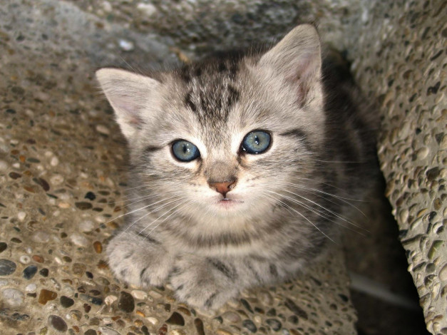 Обои картинки фото животные, коты