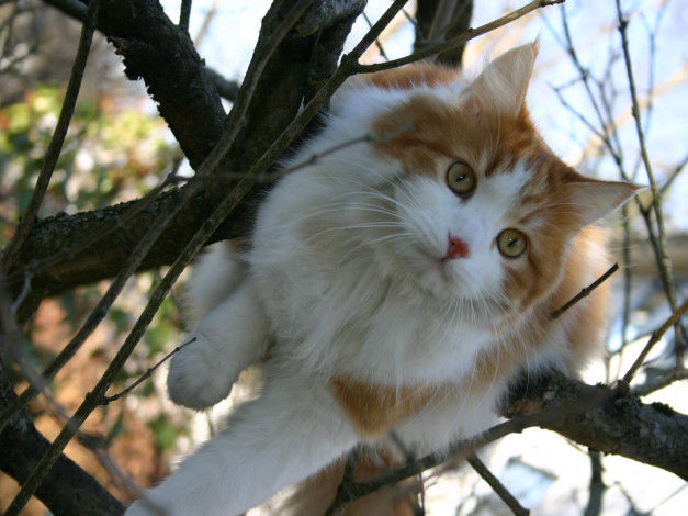 Обои картинки фото животные, коты