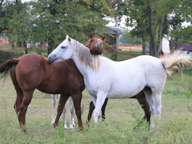 Обои картинки фото животные, лошади