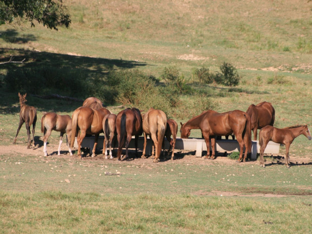 Обои картинки фото животные, лошади