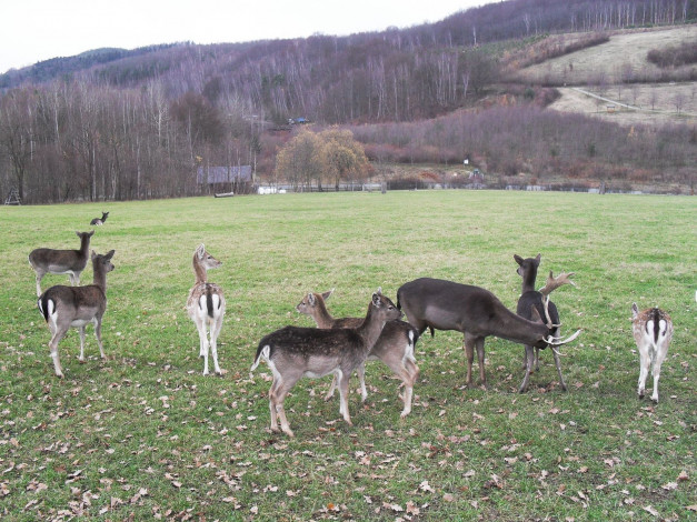 Обои картинки фото животные, олени