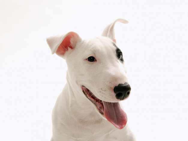 Обои картинки фото животные, собаки