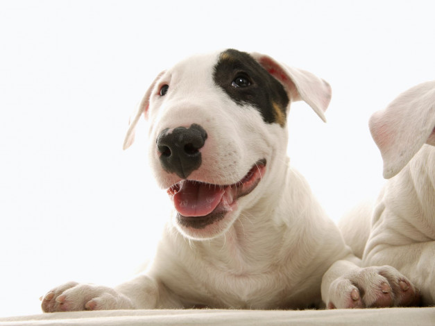 Обои картинки фото животные, собаки