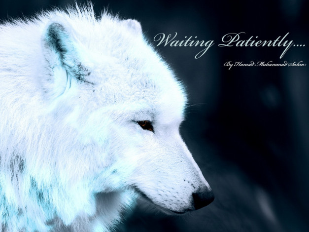 Обои картинки фото животные, волки