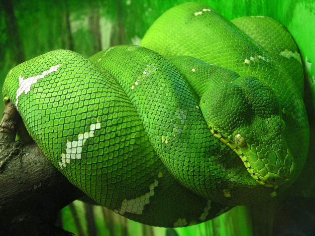 Обои картинки фото животные, змеи, питоны, кобры