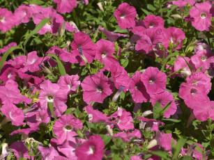 Картинка цветы петунии калибрахоа