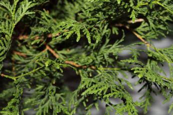 Картинка листья природа