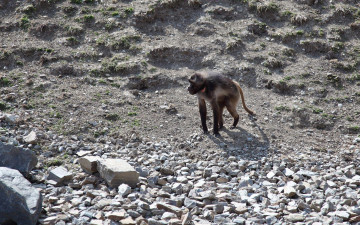 Картинка животные обезьяны