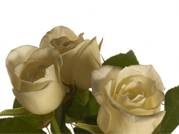 Обои картинки фото цветы, розы