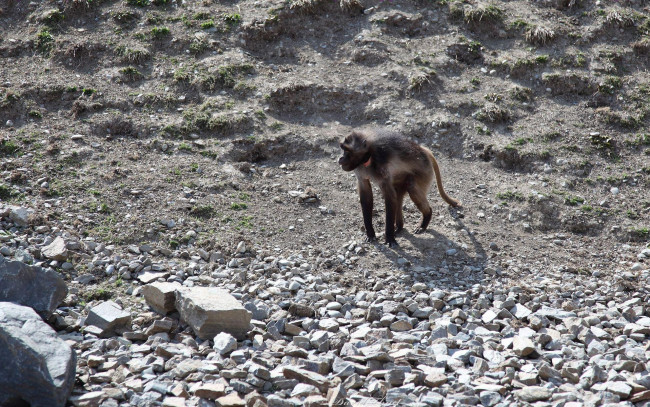 Обои картинки фото животные, обезьяны