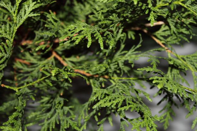 Обои картинки фото листья, природа