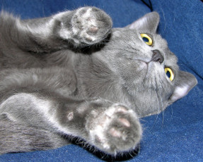 Картинка животные коты cat