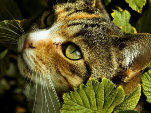 Картинка животные коты cat