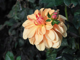 Картинка цветы георгины бутон