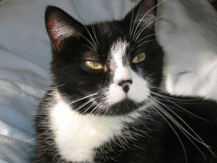 Картинка животные коты cat