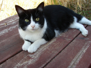 Картинка животные коты cat