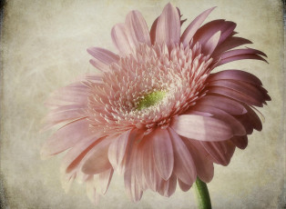 Картинка цветы герберы бледно-розовый большой