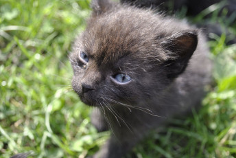 Картинка животные коты котенок