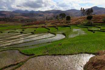 Картинка рисовые поля мадагаскар природа деревья горы