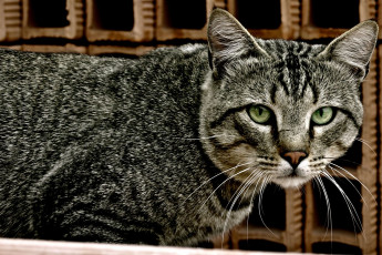 Картинка животные коты cat