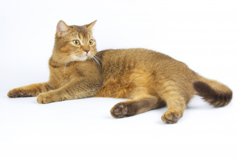 Картинка животные коты кот кошка