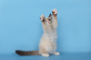 Картинка животные коты котёнок