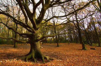 Картинка природа деревья осень листья