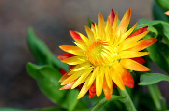 Картинка бессмертник цветы желтый